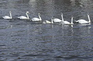 Images Dated 10th April 2018: Swans swim on the city lake Alster after they were released from winter quarters in