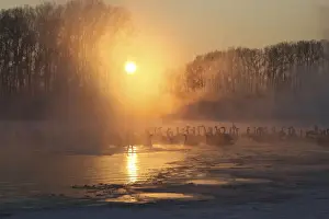 Swans swim over a lake as steam ascends above the water during sunset near the village