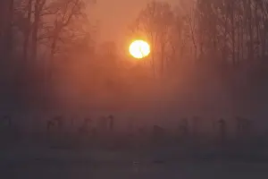 Prints of Swans swim over a lake, with the air temperature at about minus 35 degrees Celsius (minus 31 degrees Fahrenheit) as steam ascends above the water during sunset near the village of Urozhainy Russia Prints: Swans swim over a lake as steam ascends above the water during sunset near the village of