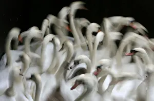 Abstract Prints: Swans swim in a small lock at lake Alster in Hamburg