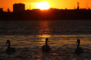 Swans swim during sunset in Sasyk-Sivash lake near Yevpatoriya