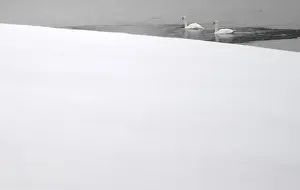 Weather Prints: Swans swim in a thawed out section of a frozen lake near the County Kildare town of