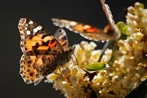 California Prints: A swarm of painted lady butterflies land on a Carolina cherry tree as they migrate