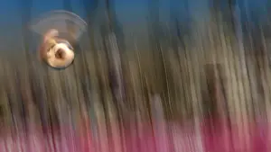 Swimming- European Aquatics Elite Championships- Diving team event- London
