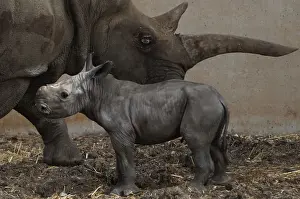 Prints of Tanda, a white rhinoceros, stands next to her one-day old calf at the Ramat Gan Safari near Tel Aviv June 16, 2012. REUTERS/Baz Ratner (ISRAEL - Tags: ENVIRONMENT ANIMALS TPX IMAGES OF THE DAY) Israel Prints: Tanda, a white rhinoceros, grazes with her one-day old calf at the Ramat Gan Safari near