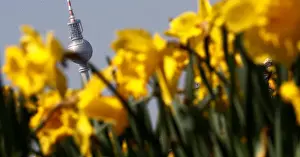 Weather Prints: The television tower is seen through wild daffodil flowers in Berlin