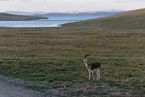 Tibetan gazelle stands near Ngoring Lake close to the headwaters of the Yellow River
