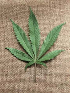 Marijuana Prints: TM3E8C4181M01