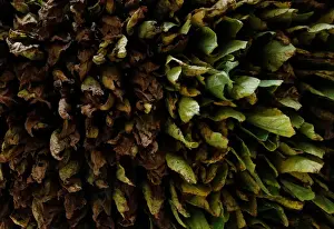 Tobacco leaves are seen in a curing barn at a tobacco plantation in Sucre