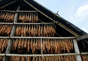 Images Dated 4th January 2018: Tobacco leaves are seen in a curing barn at a tobacco plantation in Sucre