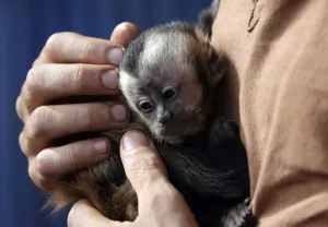 A tourist holds a rescued baby monkey after the river Beni flooding in Rurrenabaque A tourist holds a rescued baby monkey after the river Beni flooding in Rurrenabaque