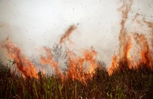 Environment Prints: Tract of the Amazon jungle burns as it is cleared by loggers and farmers in Porto Velho