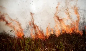 Environment Prints: Tract of the Amazon jungle burns as it is cleared by loggers and farmers in Porto Velho