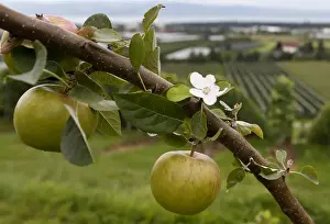A tree laden with apples stands in an orchard in Kressbronn near Lindau at lake Bodensee