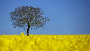A tree is pictured in a blooming rapeseed field on a spring morning in Vufflens-la-Ville