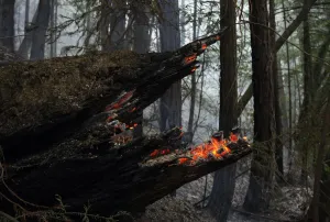 Prints of A tree smoulders in an area that burned down to Highway 1 during a wild fire in Big Sur, California, December 17, 2013 USA Prints: A tree smoulders in an area that burned down to Highway 1 during a wild fire in Big Sur