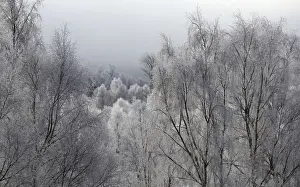 Prints of Trees are covered in frost on a winter morning in the valley of the Spey River near Kincraig Scotland Britain, February 12, 2016. REUTERS/Russell Cheyne Britain Prints: Trees are covered in frost on a winter morning in the valley of the Spey River near