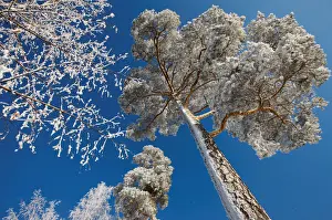 Trees covered with hoarfrost and snow are seen on a bank of the Yenisei River as