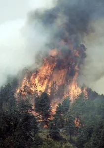Prints of Trees are engulfed in flames in Colorados High Park Fire, about 15 miles (24 km) northwest of Fort Collins June 11, 2012 USA Prints: Trees are engulfed in flames in Colorados High Park Fire