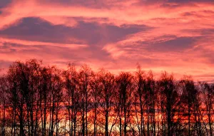 Dailylife Prints: Trees are pictured at sunrise in Tula region