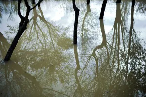 Spain Prints: Trees are reflected in flood waters from the River Ebro