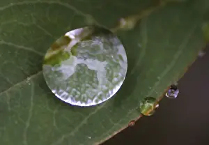 Trees are reflected on a raindrop on a leaf at a park near the venue of the 10th Conference