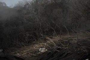 Guatemala Prints: Trees are seen at an area affected by the eruption of the Fuego volcano at San Miguel Los