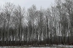 Election Prints: Trees are seen near to the village of Asotthalom