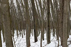 Trees are seen near to the village of Asotthalom