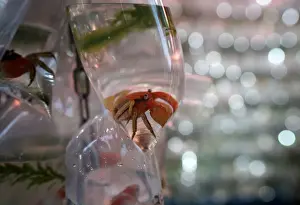 Tropical fish and crabs in plastic bags on display for sale in Hong Kong