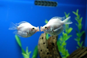 <b class=qtipBold><figcaption>Tropical Fish Pair Kissing</figcaption></b><br>A pair of tropical "kissing fish" kiss at a pet store in Shanghai February 14, 2006. "Kissing fish", called "jie wen yu" locally, are popular gifts during Valentine's Day in China. REUTERS/Aly Song BEST QUALITY AVAILABLE Tropical Fish Pair Kissing