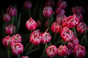 Tulips are displayed at the Dutch Ambassadors residence during the Tulip Days celebration
