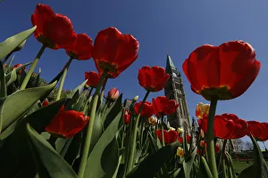 Images Dated 2014 May: Tulips frame the Peace Tower on Parliament Hill in Ottawa
