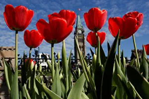Tulips frame the Peace Tower in front of Parliament Hill in Ottawa