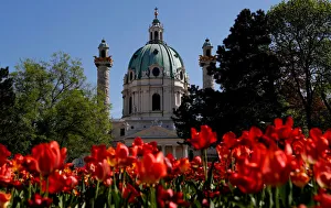 Austria Prints: Tulips are seen in front of St. Charles Church in Vienna