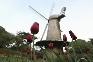 Tulips are shown near the Dutch Windmill in the Queen Wilhelmina Tulip Garden in Golden
