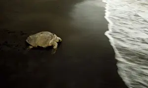 Animal Prints: A turtle crawls toward the sea after laying eggs on Ostional Beach in Santa Cruz