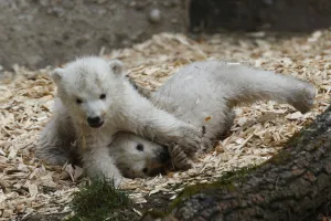 Prints of Twin polar bear cubs play outside in their enclosure at Tierpark Hellabrunn in Munich, March 19, 2014 Germany Prints: Twin polar bear cubs play outside in their enclosure at Tierpark Hellabrunn in Munich