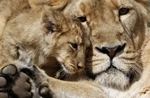 A two-month-old lion cub plays with his mother Joy in their enclosure at Zurichs zoo