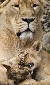 Two two-month-old lion cubs play with their mother Joy in their enclosure at Zurichs zoo