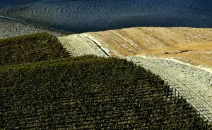 Landscapes Prints: A typical landscape in the Val d Orcia close to the Tuscan town of Montalcino
