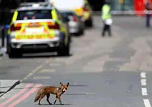 An urban fox crosses the road near Borough Market after an attack left 7 people dead
