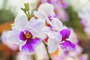 Trending: Vanda Miss Joaquim orchids, Singapores national flower, are seen during the Orchid