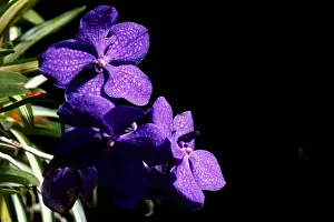 A Vanda orchid is displayed during the annual Orchid Show at the New York Botanical