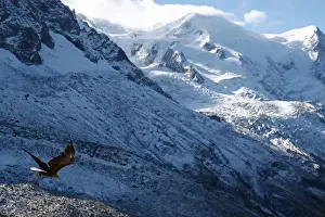 Victor, a nine year old white-tailed eagle equipped with a 360 camera, flies over glaciers