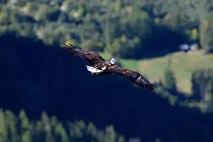 Victor, a nine year old white-tailed eagle equipped with a 360 camera, flies over glaciers