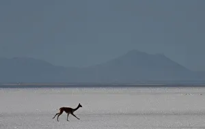 A vicuna runs across a salt flat in Uyuni