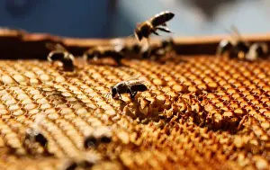 Daily Life Prints: A view shows bees on a honeycomb section at an apiary near Krasnoyarsk
