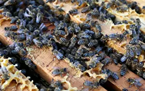 Business Prints: A view shows bees on a honeycomb section at an apiary near Krasnoyarsk