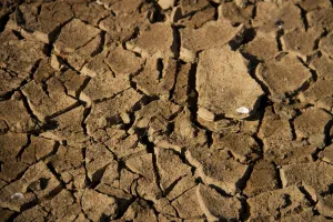 Climate Prints: A view shows dried cracked up soil on the edge of the Lake Wegnia